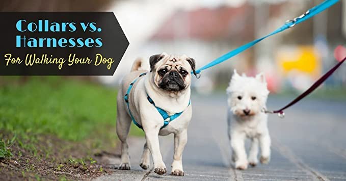 Pettrends Paw/Bone Printed Soft Nylon Body Belt Padded 1" and Leash with Adjustable Quick Release (Copy)