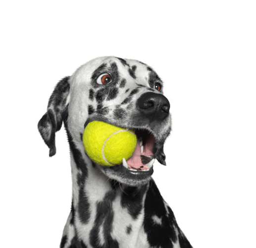 Goofy Tails Sport Tennis Ball Toy for Dogs